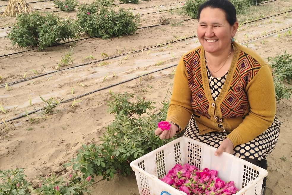Desert blooms as roses drive Xinjiang's green transformation