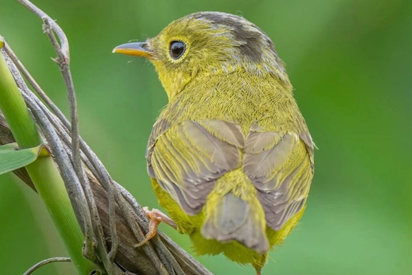 New bird species recorded in Huzhou