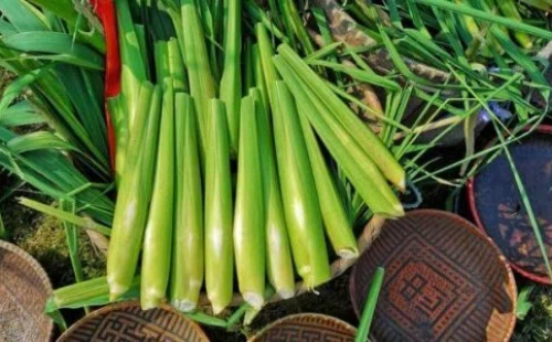 Jinyun water bamboo debuts in Africa