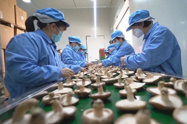 Qingyuan mushrooms go global