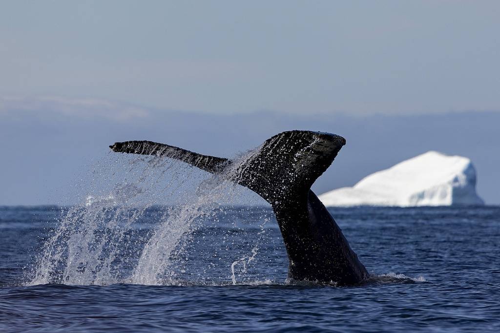 China tightens Antarctic environmental rules in draft law review
