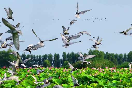 Summer symphony at Weishan Lake in Jining