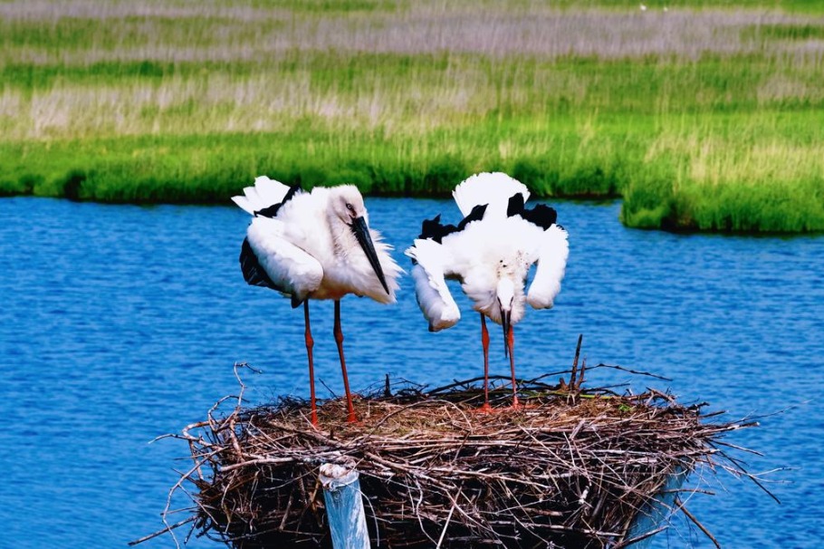 One hundred sixty Oriental white storks fledge at Heilongjiang reserve