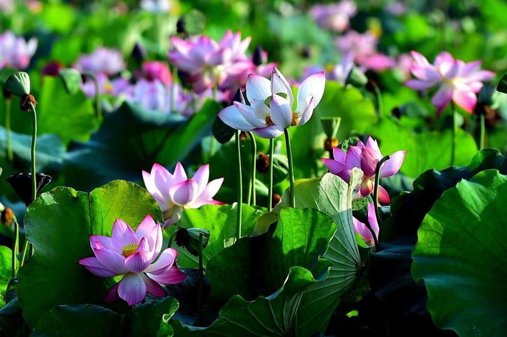 Lotus ponds in Xiangyang enter prime viewing season