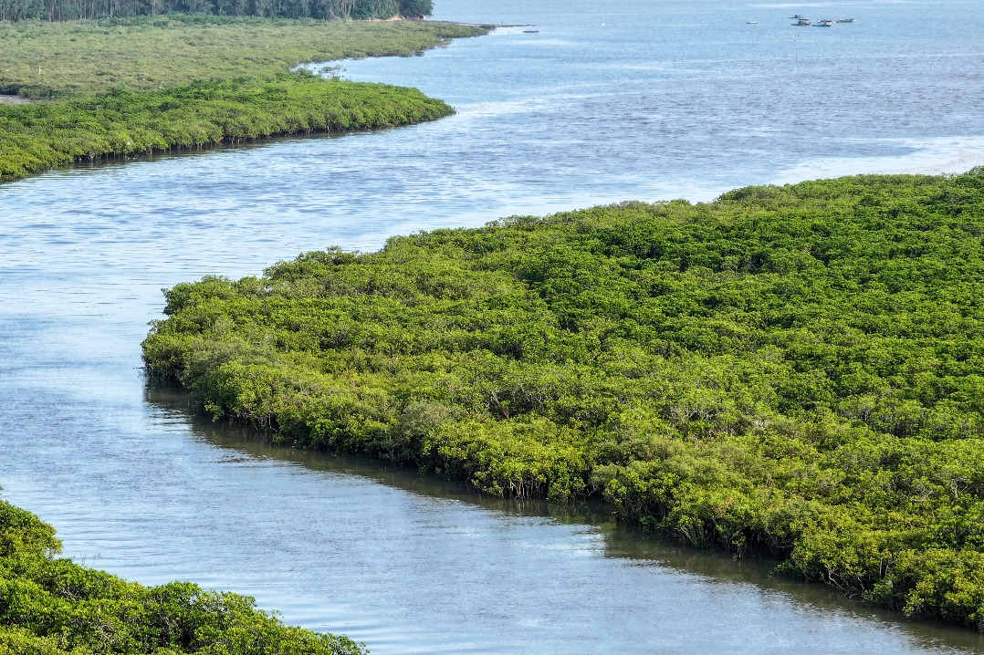 China expands mangrove coverage with ambitious protection and restoration efforts