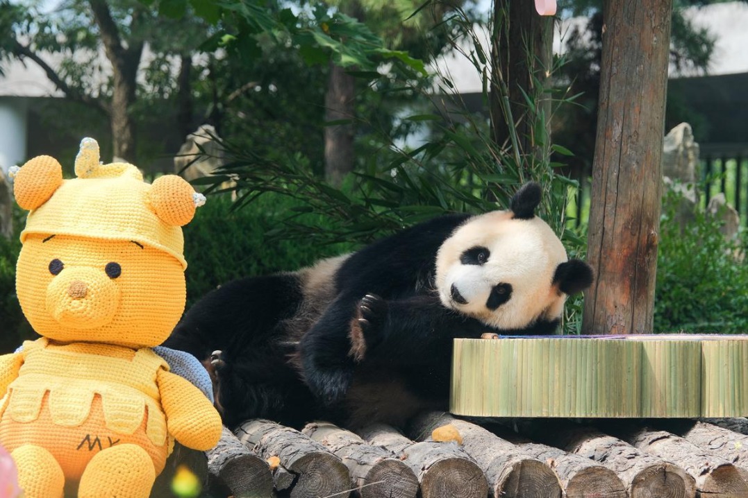 Dalian zoo celebrates giant panda Miaoyin's 16th birthday