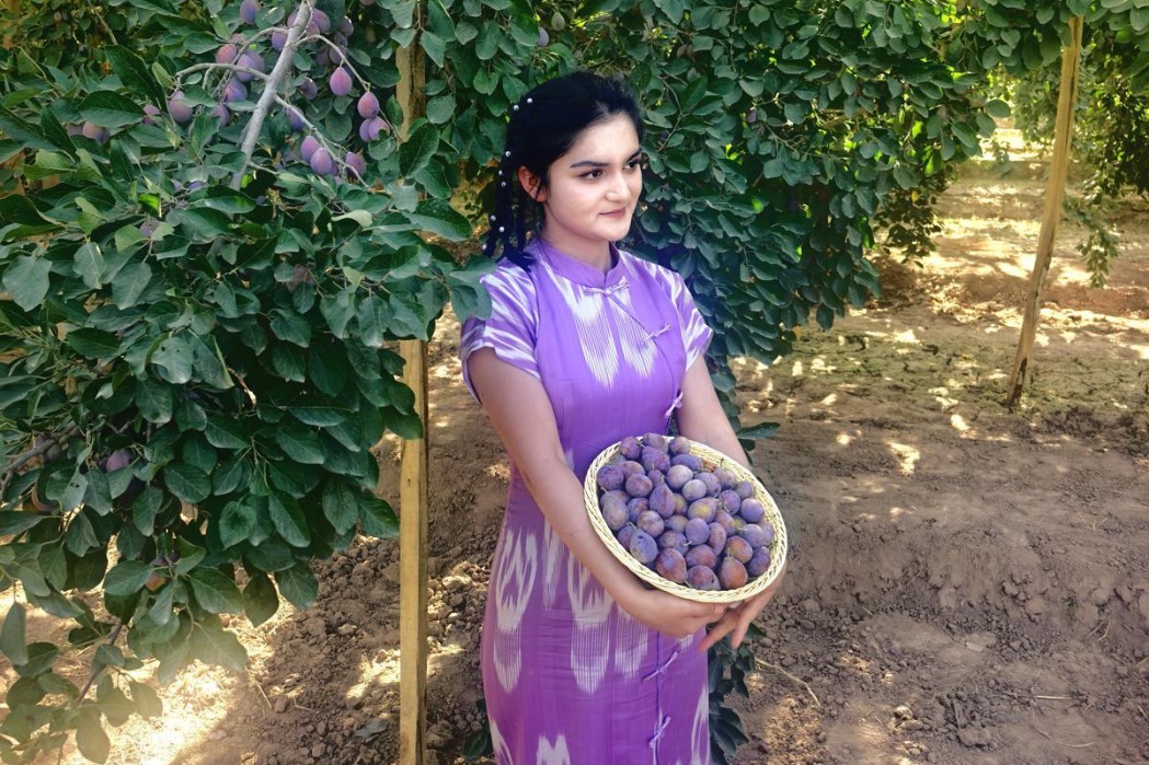 Xinjiang focuses on future of local plum industry