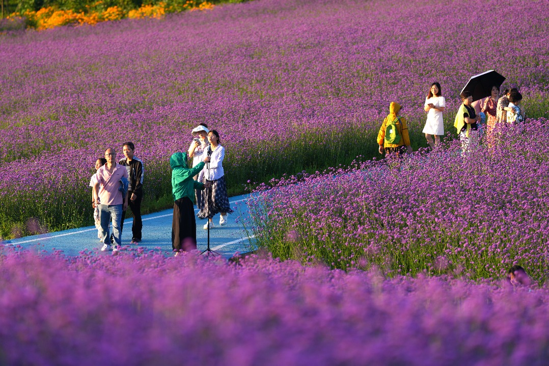 Purple verbena blooms in tiered swathes on mountain slopes in Hubei