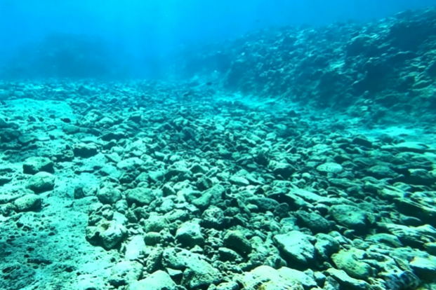 Coral coverage improves in South China Sea