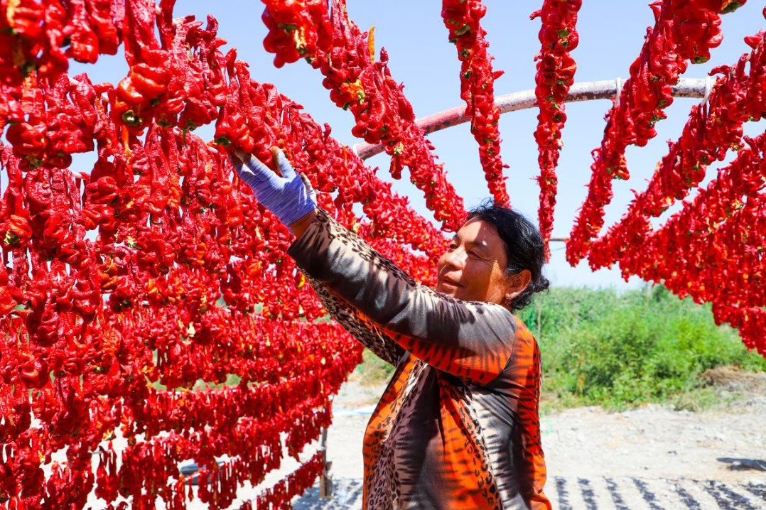 In Xinjiang, chili peppers bring vivid color at harvest time