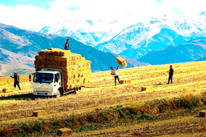 Golden grain fields transform into pastoral tableau in Xinjiang's Tarbagatai Mountains