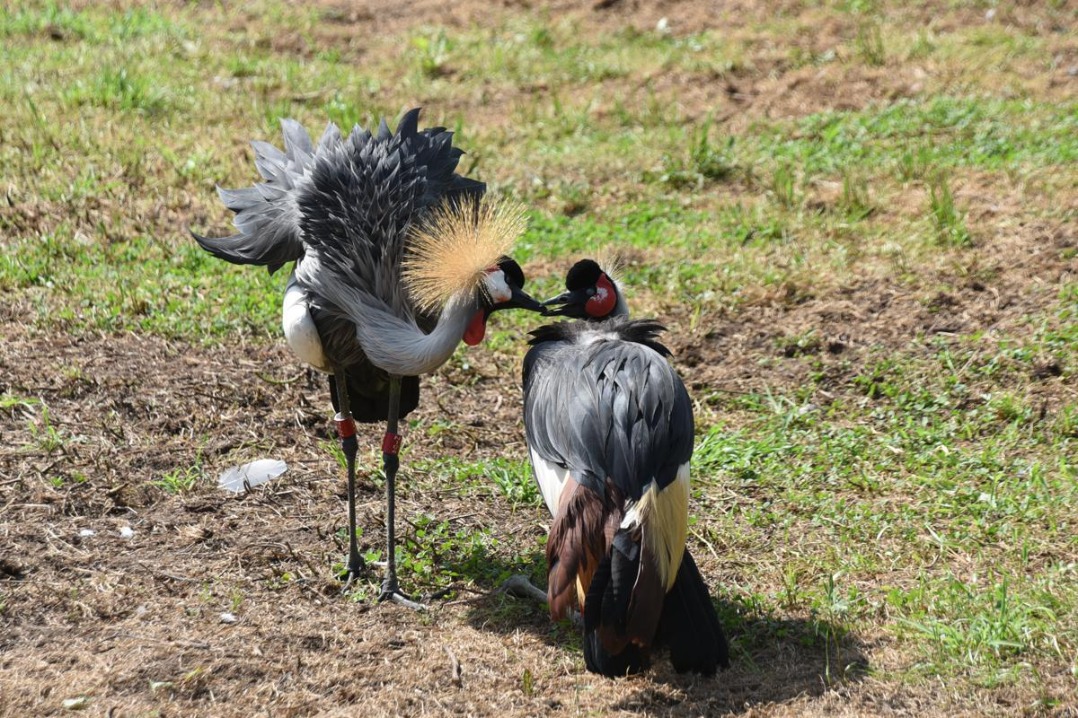 Animal couples at Harbin zoo showcase romance on Qixi Festival
