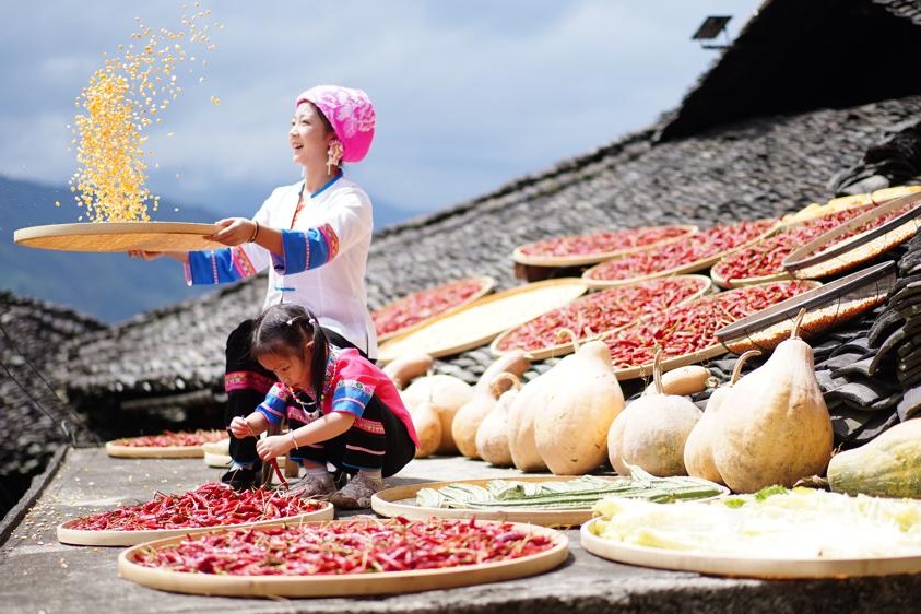 Ancient Zhuang villages enter autumn viewing season on Guangxi terraces