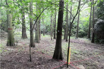 Rare insect species discovered in Nantong