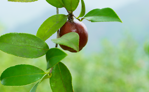 Zhejiang University-Changshan partnership upgrades oil-tea camellia industry