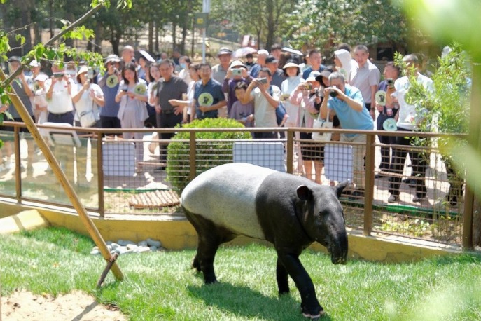 Malayan tapir debuts at Liaoning's Dalian Forest Zoo