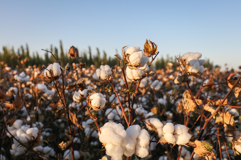 Xinjiang cotton operation showcases smart farming
