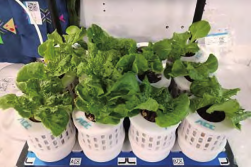 China cultivates 14 plant species aboard space station