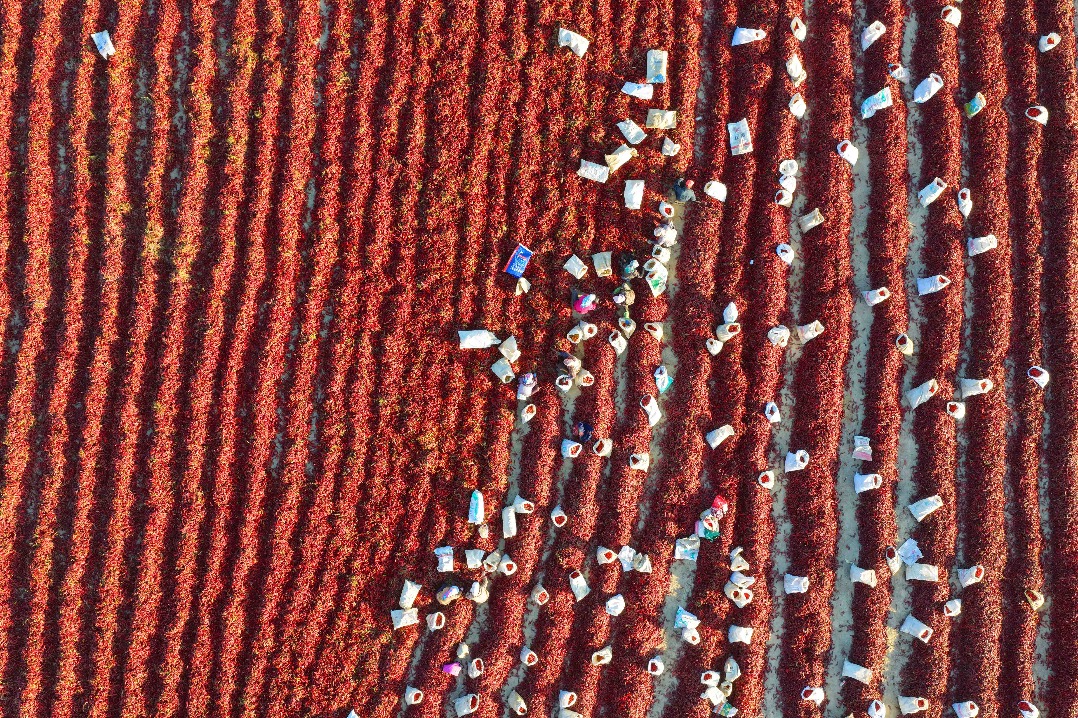These aerial photos show chili peppers drying in Xinjiang's Gobi Desert