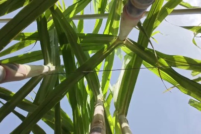 Township in Xinjiang trials sugarcane cultivation in Taklimakan Desert