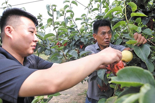Guanxian's fruits make a splash on global markets