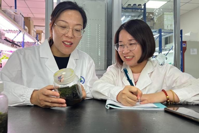 Xinjiang scientific expedition finds 'most resilient desert plant'