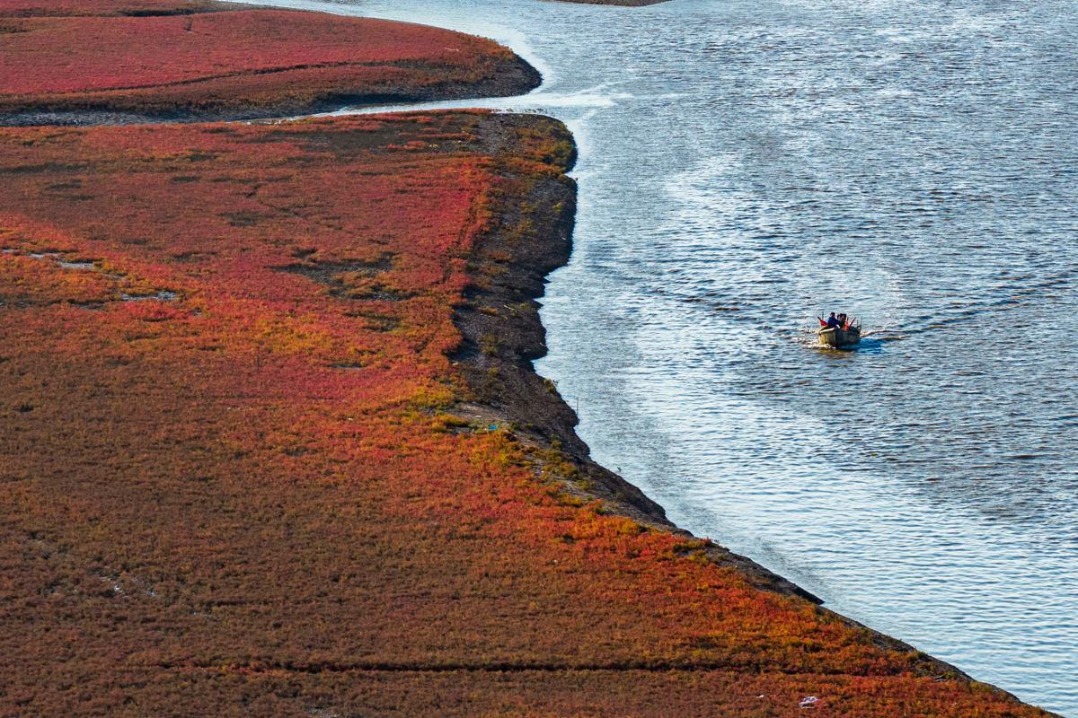 Lush jianpeng grass makes tidal flats look like rosy clouds in Qingdao