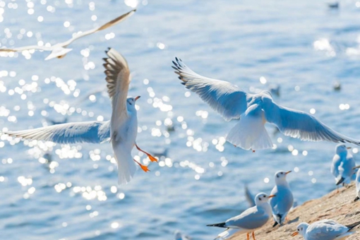 Shandong welcomes global birdwatchers this autumn