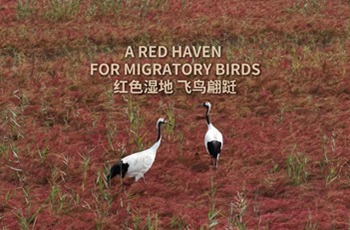 Yellow River Delta welcomes autumn colors, migratory birds