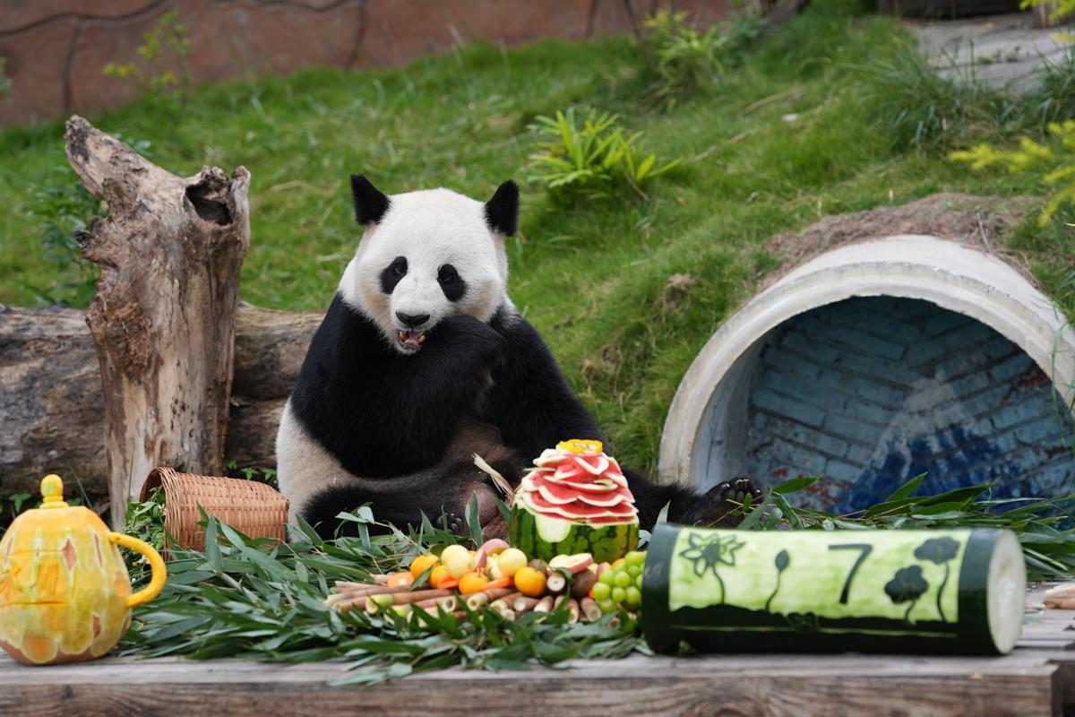 Chongqing theme park celebrates giant panda Ai Lian's seventh birthday