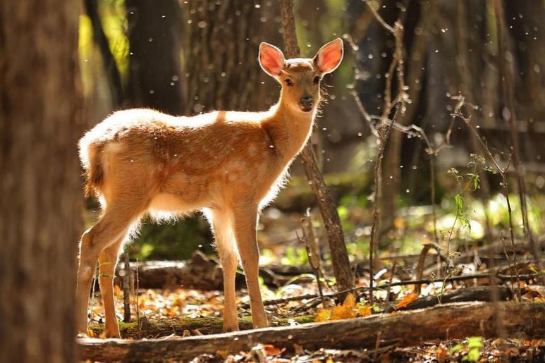 China unveils biodiversity governance initiative, benefit-sharing fund at COP17
