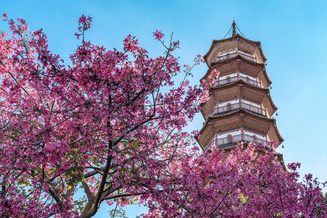 A floral spectacle unfolds in autumn Guangdong