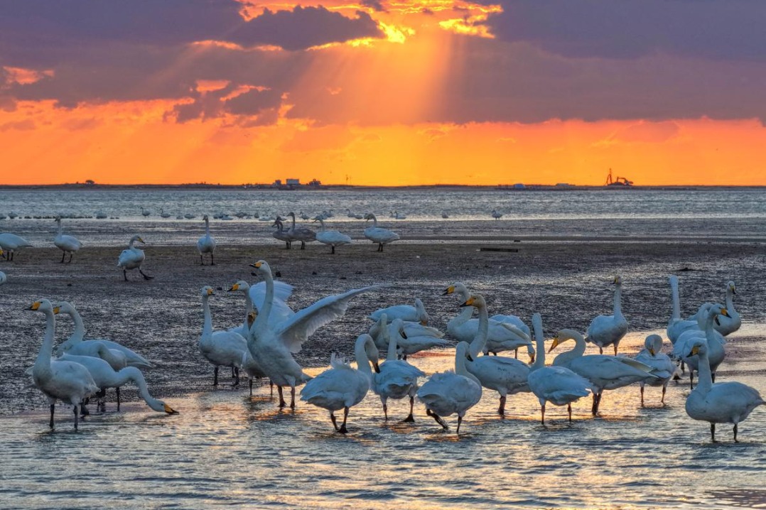 Whooper swans return to Rongcheng for winter